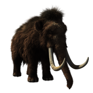 Woolly mammoths may be cloned