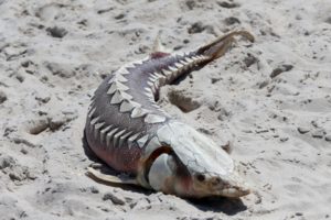 prehistoric fish washes ashore