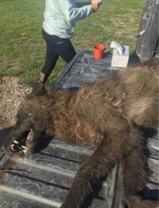 unusual wolf like animal shot in Montana