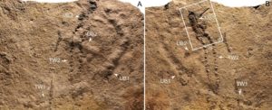 oldest animal footprints ever discovered found in china