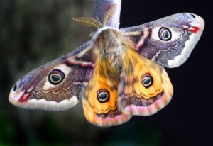 recent research suggests moths navigate using magnetic fields