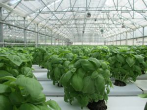 plants grown in space could help treat various disease