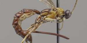 scientists discover new wasp with monstrous stinger