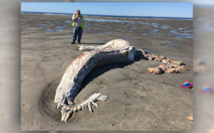 decomposing sea monster washes ashore on Maine beach