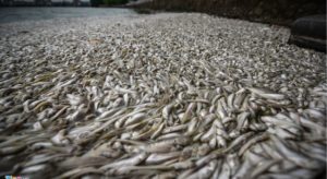 are large die offs signaling an ecosystem collapse