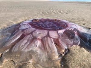strange alien like jellyfish wash up on NZ beach
