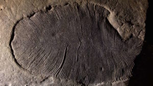 earliest known animal now believed to have lived 558 million years ago