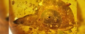 99 million year old snail found preserved in amber