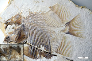 earliest flesh eating bony fish discovered