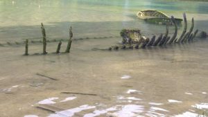 ships destroyed in 1899 hurricane unearthed by hurricane Michael