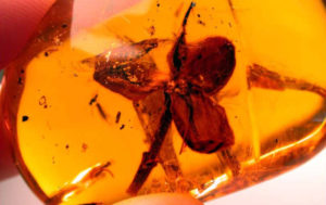 100,000 million year old flower found preserved in amber