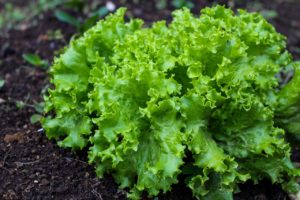 FDA issues update on romaine lettuce E. coli outbreak