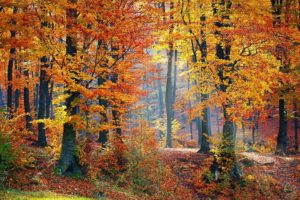 why tree leaves change color in fall