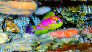 over 200 new species discovered in 2018