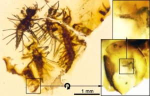 130 million year old newborn insects found frozen in amber