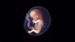 ethical questions raised by first genetically modified human embryo