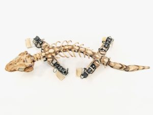 300 million year old mystery solved by robot like crocodile