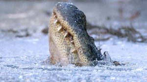 alligators use unique survival mechanism when frozen in swamp