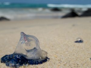 unusual jellyfish invasion closes beaches in Australia