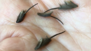 alien like mystery creatures found on kitchen floor