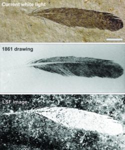 oldest fossilized feather ever found now believed from unknown dinosaur