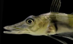Antarctic fish has antifreeze in its blood