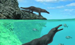 ancient four legged whale fossil discovered