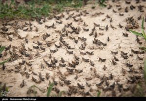 biblical like locust invasion invades Iran crops