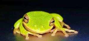deadly amphibian pandemic spreads worldwide