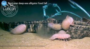 experiment seeks to discover food chains at bottom of deep oceans
