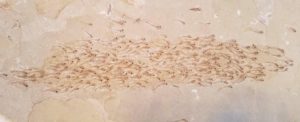 fifty million yr old fossilized school of fish discovered