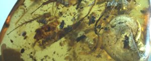 rare aquatic organisms found in 100 million yr old ancient amber