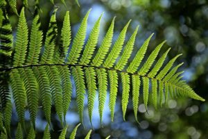 arsenic contaminated soil and water may be cleaned by ferns