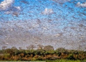 swarm of locusts darken skies over Saudi Arabia