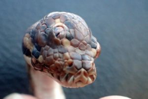 three eyed snake found in Australia