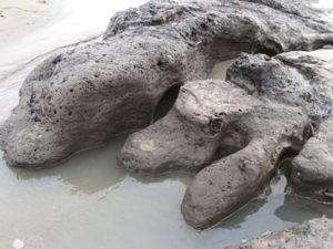 petrified prehistoric welsh forest unearthed by storm
