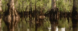 2,600 yr old tree discovered in North Carolina swamp