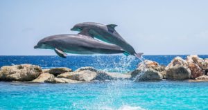 study finds dolphins form friendships through shared interests like humans