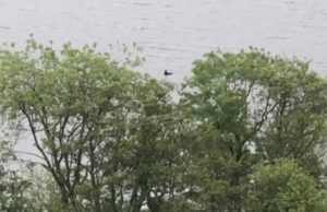 couple capture Loch Ness monster on film