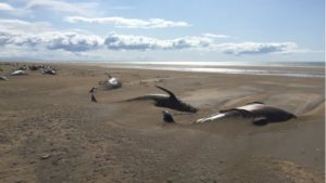 dozens of dead pilot whales found on Iceland beach