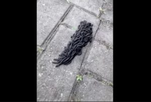 bizarre large strange worm startles Brazilian woman