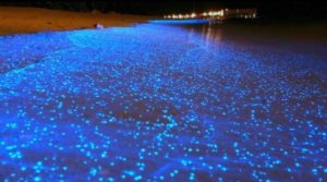 ocean waters start glowing on chennai beach