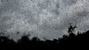 large swarms of locusts in Africa may be worst infestation in a quarter century
