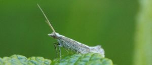 genetically engineered moths released into the wild for the first time