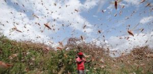 second wave of locusts expected to swarm east Africa, Pakistan & India