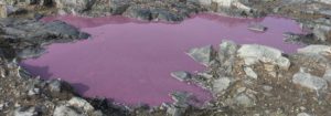 Antarctic pond turns purple baffling scientists