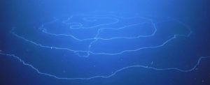 string like organism photographed in ocean