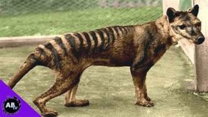 companies to pay $50,000 to find Tasmanian tiger