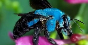 blue bee that was thought to be extinct is rediscovered in Florida