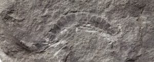 fossil of worlds oldest known bug discovered